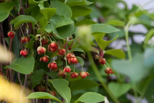 Piros virágú kúszómagnólia - Schisandra rubriflora