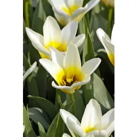 Tulipán - Tulip " Concerto"