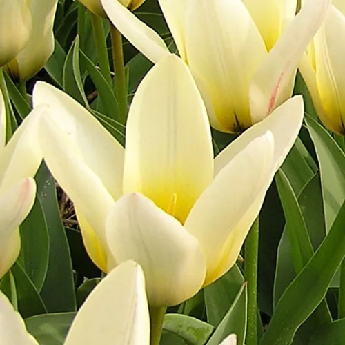 Tulipán - Tulip " Concerto"