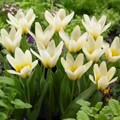 Tulipán - Tulip " Concerto"