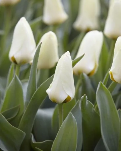 Tulipán - Tulip " Concerto"