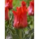 Tulipán - Tulip " Red Riding Hood "