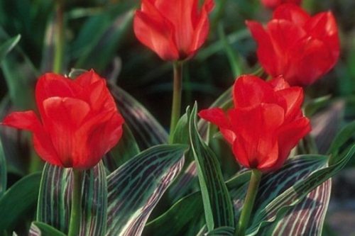 Tulipán - Tulip " Red Riding Hood "