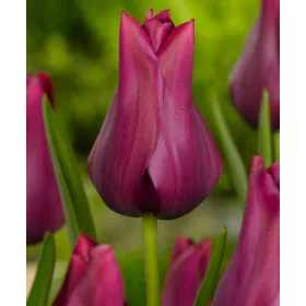 Tulipán - Tulip " Merlot"