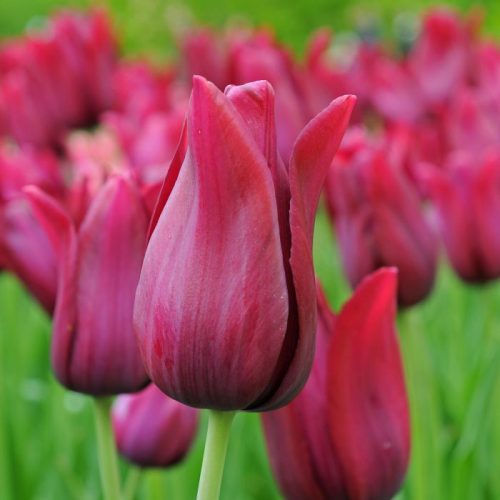 Tulipán - Tulip " Merlot"