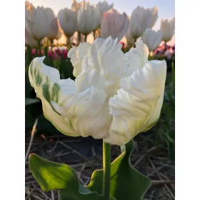 Papagály tulipán - Tulip "White Parrot"