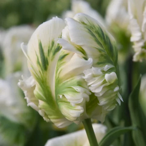 Papagály tulipán - Tulip "White Parrot"