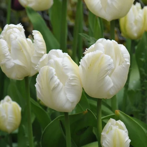 Papagály tulipán - Tulip "White Parrot"
