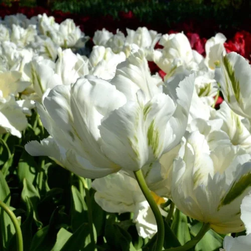 Papagály tulipán - Tulip "White Parrot"