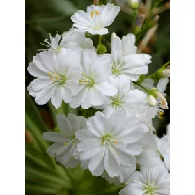Lewisia - Dohánygyökér - fehér
