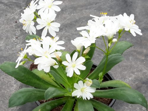 Lewisia - Dohánygyökér - fehér