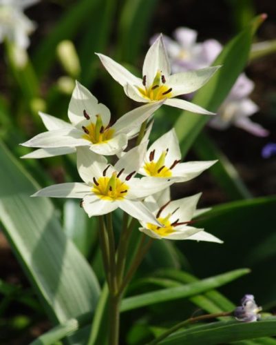 Botanikai tulipán - Tulip 'Turkestanica' 