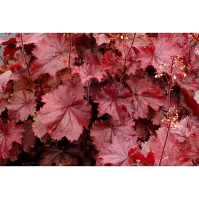 Tűzeső - Heuchera " Northern Exposure RED"