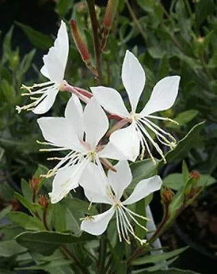 Fehér virágú gyertyavirág - Gaura lindheimeri