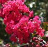 Kínai selyemmírtusz - Lagerstroemia indica "Petite Red"