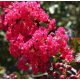 Kínai selyemmírtusz - Lagerstroemia indica "Petite Red"