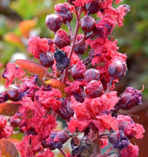 Kínai selyemmírtusz - Lagerstroemia indica "Petite Red"