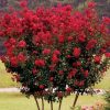 Kínai selyemmírtusz - Lagerstroemia indica "Petite Red"