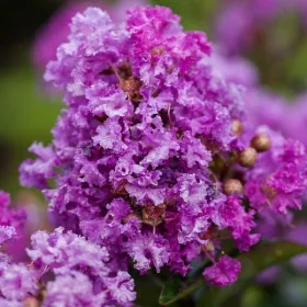   Kínai selyemmírtusz - Lagerstroemia indica "Mauve"