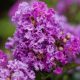 Kínai selyemmírtusz - Lagerstroemia indica "Mauve"