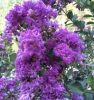 Kínai selyemmírtusz - Lagerstroemia indica "Mauve"