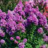 Kínai selyemmírtusz - Lagerstroemia indica "Mauve"