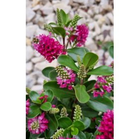   Örökzöld veronika cserje - Pink - Hebe 'All Blooms'