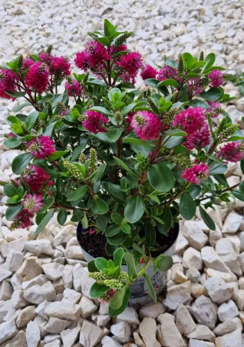 Örökzöld veronika cserje - Pink - Hebe 'All Blooms'