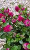 Örökzöld veronika cserje - Pink - Hebe 'All Blooms'