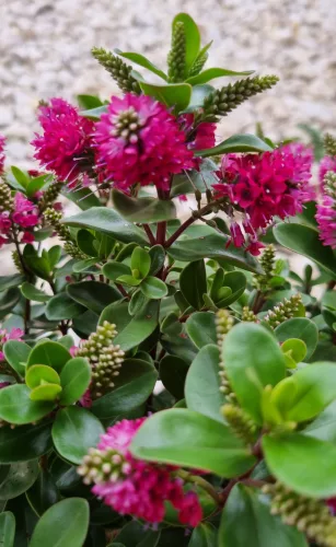 Örökzöld veronika cserje - Pink - Hebe 'All Blooms'