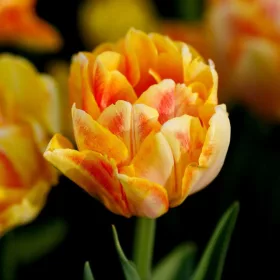 Telt virágú Tulipán - Tulip "Early Foxtrot"