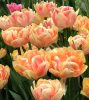 Telt virágú Tulipán - Tulip "Early Foxtrot"