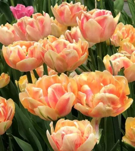 Telt virágú Tulipán - Tulip "Early Foxtrot"