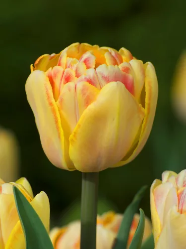 Telt virágú Tulipán - Tulip "Early Foxtrot"