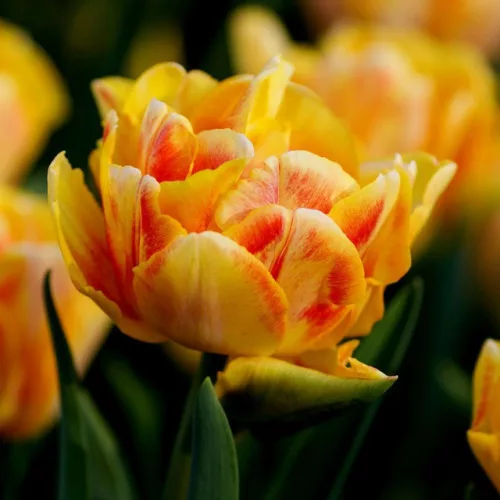Telt virágú Tulipán - Tulip "Early Foxtrot"