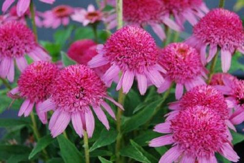Kasvirág - Echinacea "Pink Duble Delight"