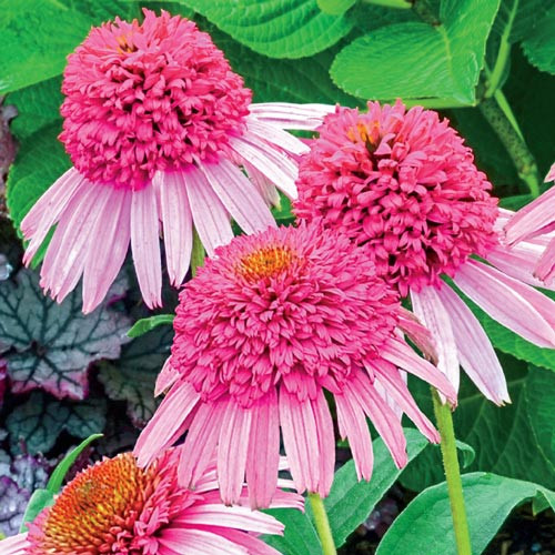 Kasvirág - Echinacea "Pink Duble Delight"