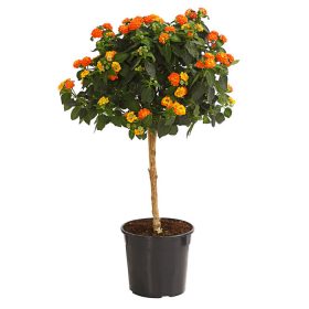 Törzses sétányrózsa - Rózsaszín - Lantana camara