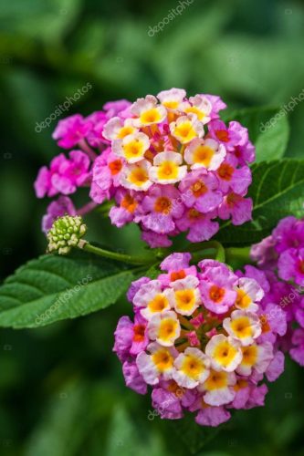 Törzses sétányrózsa - Rózsaszín - Lantana camara
