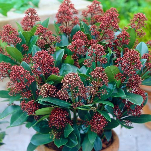 Japán dérbabér - Skimmia Japonika "Rubella" K3