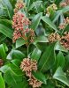 Japán dérbabér - Skimmia Japonika "Rubella" K3