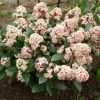 Japán dérbabér - Skimmia Japonika "Rubella" K3