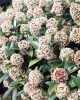 Japán dérbabér - Skimmia Japonika "Rubella" K3