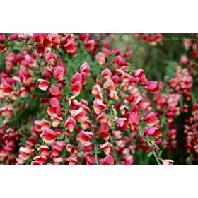 Piros virágú zanót - Cytisus Scoparius - Killiney Red