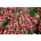 Piros virágú zanót - Cytisus Scoparius - Killiney Red