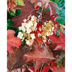   Tölgylevelű hortenzia - "Tenessi Clone"- Hydrangea Quercifolia