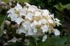 Tölgylevelű hortenzia - "Tenessi Clone"- Hydrangea Quercifolia