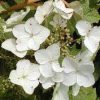 Tölgylevelű hortenzia - "Tenessi Clone"- Hydrangea Quercifolia