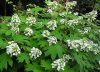 Tölgylevelű hortenzia - "Tenessi Clone"- Hydrangea Quercifolia