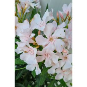 Törzses leander - Nerium oleander - Púder fehér